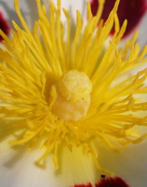 Fotografia 7 da espécie Cistus ladanifer subesp. ladanifer no Jardim Botânico UTAD