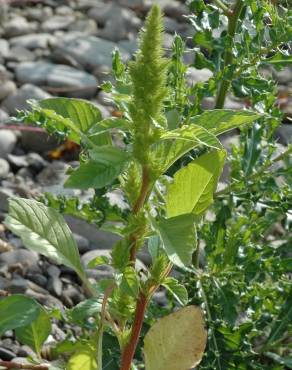 Fotografia 9 da espécie Amaranthus hybridus no Jardim Botânico UTAD