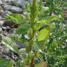 Fotografia 9 da espécie Amaranthus hybridus do Jardim Botânico UTAD