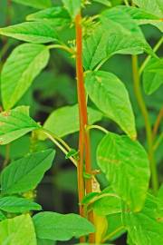 Fotografia da espécie Amaranthus hybridus