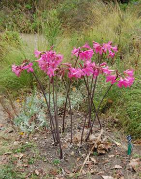 Fotografia 9 da espécie Amaryllis belladonna no Jardim Botânico UTAD