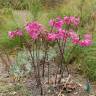 Fotografia 9 da espécie Amaryllis belladonna do Jardim Botânico UTAD