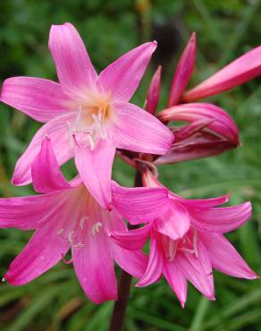 Fotografia 10 da espécie Amaryllis belladonna no Jardim Botânico UTAD