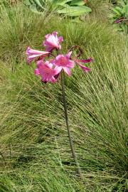 Fotografia da espécie Amaryllis belladonna