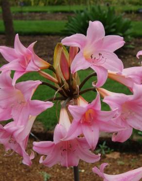 Fotografia 12 da espécie Amaryllis belladonna no Jardim Botânico UTAD