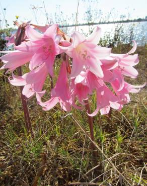 Fotografia 13 da espécie Amaryllis belladonna no Jardim Botânico UTAD