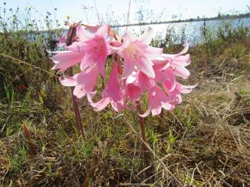 Fotografia da espécie Amaryllis belladonna