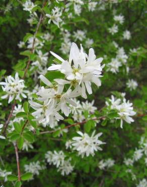 Fotografia 8 da espécie Amelanchier ovalis no Jardim Botânico UTAD