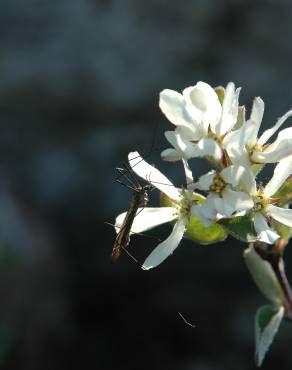 Fotografia 9 da espécie Amelanchier ovalis no Jardim Botânico UTAD