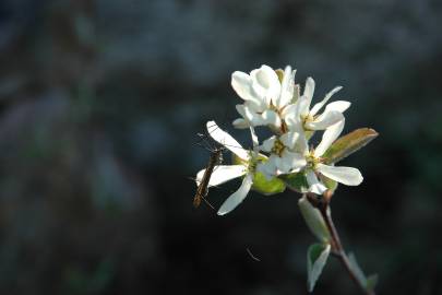 Fotografia da espécie Amelanchier ovalis