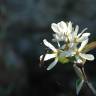 Fotografia 9 da espécie Amelanchier ovalis do Jardim Botânico UTAD