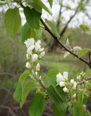 Fotografia 11 da espécie Amelanchier ovalis no Jardim Botânico UTAD