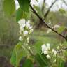 Fotografia 11 da espécie Amelanchier ovalis do Jardim Botânico UTAD