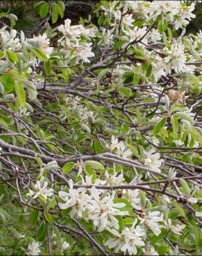 Fotografia 12 da espécie Amelanchier ovalis no Jardim Botânico UTAD