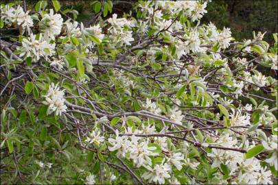 Fotografia da espécie Amelanchier ovalis