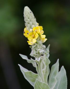 Fotografia 1 da espécie Verbascum thapsus subesp. thapsus no Jardim Botânico UTAD