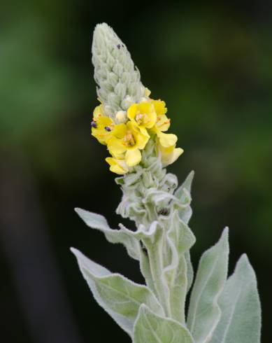 Fotografia de capa Verbascum thapsus subesp. thapsus - do Jardim Botânico