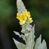 Fotografia 1 da espécie Verbascum thapsus subesp. thapsus do Jardim Botânico UTAD