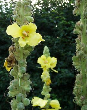 Fotografia 3 da espécie Verbascum thapsus subesp. thapsus no Jardim Botânico UTAD