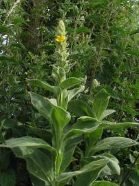 Fotografia da espécie Verbascum thapsus subesp. thapsus