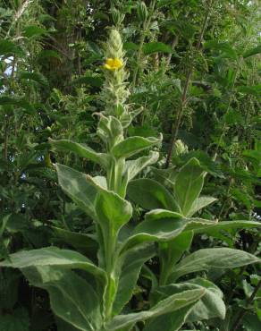 Fotografia 4 da espécie Verbascum thapsus subesp. thapsus no Jardim Botânico UTAD