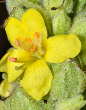 Fotografia 5 da espécie Verbascum thapsus subesp. thapsus no Jardim Botânico UTAD