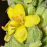 Fotografia 5 da espécie Verbascum thapsus subesp. thapsus do Jardim Botânico UTAD