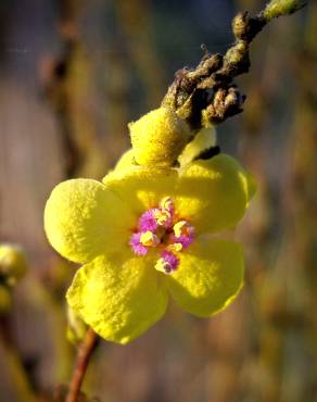 Fotografia 2 da espécie Verbascum sinuatum var. sinuatum no Jardim Botânico UTAD