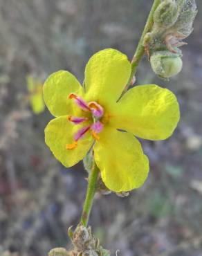 Fotografia 1 da espécie Verbascum sinuatum var. sinuatum no Jardim Botânico UTAD