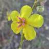 Fotografia 1 da espécie Verbascum sinuatum var. sinuatum do Jardim Botânico UTAD