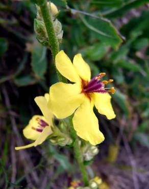 Fotografia 4 da espécie Verbascum sinuatum var. sinuatum no Jardim Botânico UTAD