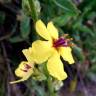 Fotografia 4 da espécie Verbascum sinuatum var. sinuatum do Jardim Botânico UTAD