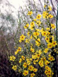 Fotografia da espécie Verbascum sinuatum var. sinuatum