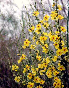 Fotografia 5 da espécie Verbascum sinuatum var. sinuatum no Jardim Botânico UTAD