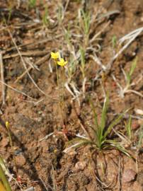 Fotografia da espécie Cicendia filiformis