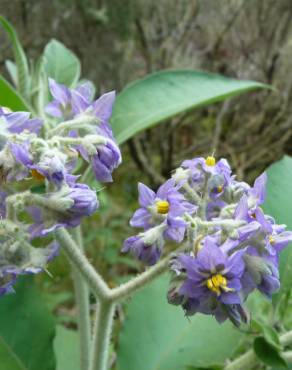 Fotografia 4 da espécie Solanum mauritianum no Jardim Botânico UTAD