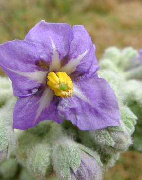 Fotografia 1 da espécie Solanum mauritianum no Jardim Botânico UTAD