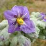 Fotografia 1 da espécie Solanum mauritianum do Jardim Botânico UTAD