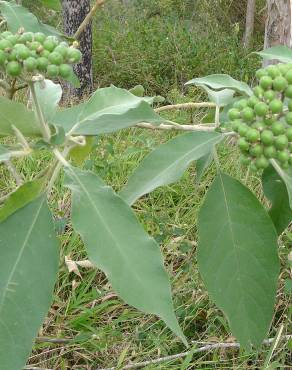 Fotografia 5 da espécie Solanum mauritianum no Jardim Botânico UTAD