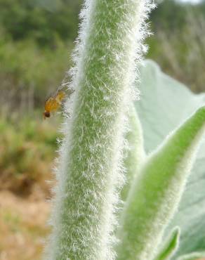 Fotografia 6 da espécie Solanum mauritianum no Jardim Botânico UTAD