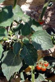 Fotografia da espécie Solanum villosum