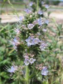 Fotografia da espécie Echium lusitanicum subesp. lusitanicum