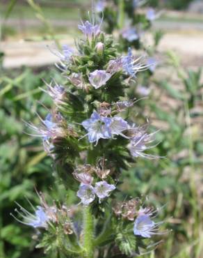 Fotografia 5 da espécie Echium lusitanicum subesp. lusitanicum no Jardim Botânico UTAD