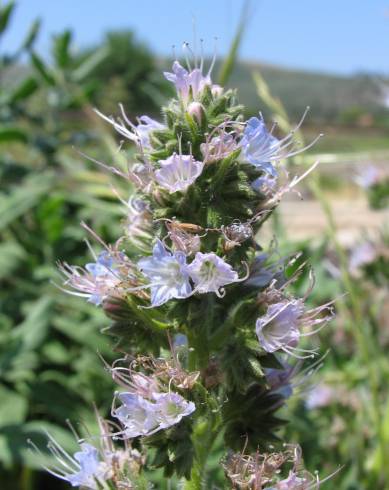 Fotografia de capa Echium lusitanicum subesp. lusitanicum - do Jardim Botânico