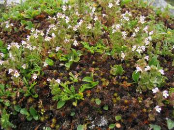 Fotografia da espécie Euphrasia minima