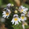 Fotografia 1 da espécie Euphrasia minima do Jardim Botânico UTAD