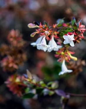 Fotografia 6 da espécie Abelia x grandiflora no Jardim Botânico UTAD