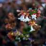 Fotografia 6 da espécie Abelia x grandiflora do Jardim Botânico UTAD