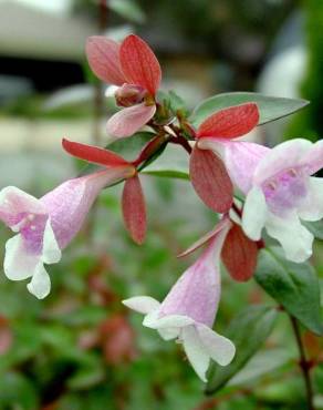 Fotografia 7 da espécie Abelia x grandiflora no Jardim Botânico UTAD