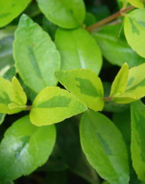 Fotografia 9 da espécie Abelia x grandiflora no Jardim Botânico UTAD